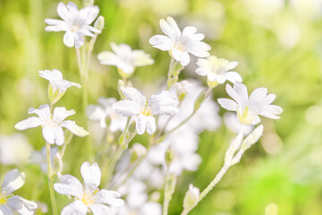 White flowers background.Texture white summer flowers, beautiful summer postcard, nature in the village. wildflowers, field, freshness, dew and rain drops, close-up. gentle green background