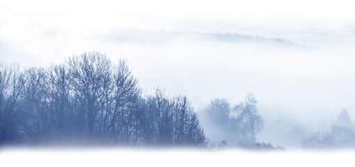 Obraz na płótnie Canvas morning fog and a forest