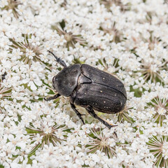 Insect on flower - Insecte sur une fleur