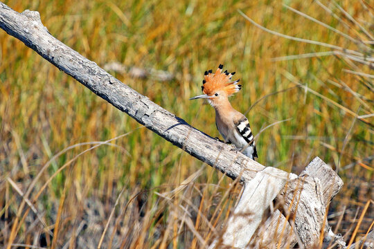 
hoopoe