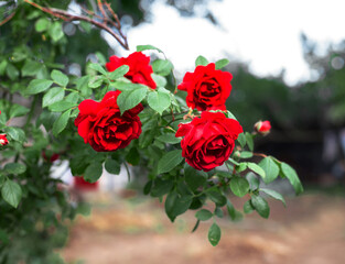 bunch of red roses in the summer garden