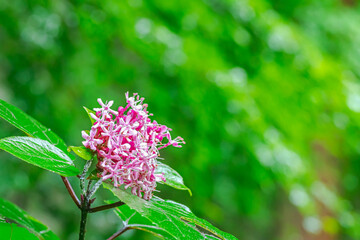 雨に濡れたアジサイ(柔らか・ふんわりイメージ)