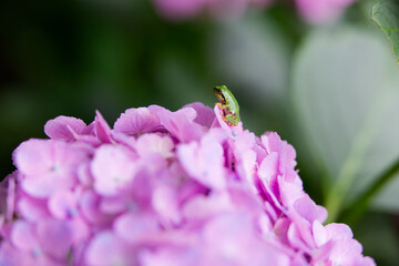 アマガエルとアジサイ