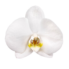 single white orchid isolated on white