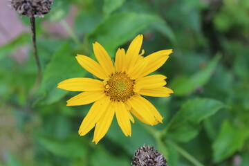 Fleur jaune