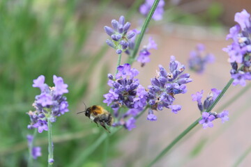 Abeille