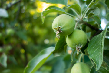 Little green apples on a branch
