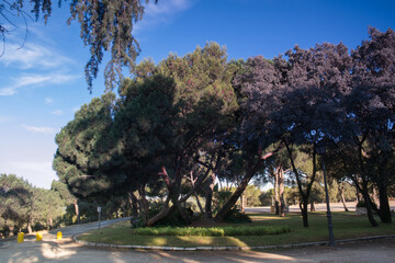 park droga drzewa liście niebo