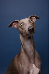The portrait of Whippet dog 