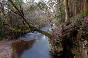 Fototapeta premium river in the woods