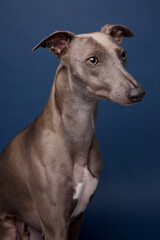 The portrait of Whippet dog 