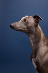 The portrait of Whippet dog 
