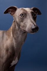 The portrait of Whippet dog 