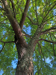 tree in the park