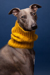 portrait of a Whippet dog with a yellow neck tunnel