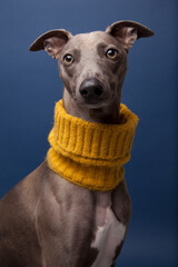 portrait of a Whippet dog with a yellow neck tunnel