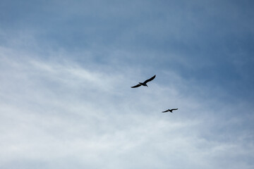 flying birds seagulls against the background of a lip sky