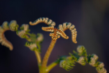 close up of a fern