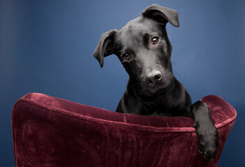 black whipador whippet lab mix sitting on a maroon velour armchair