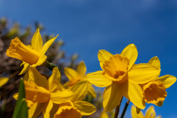 Obraz na płótnie Canvas yellow daffodils against blue sky