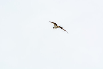 Obraz premium Osprey in flight