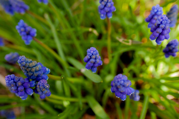 Muscari