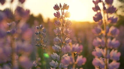 Bumblebee flies in a beautiful field with lupines and pollinates flowers close-up. Hot summer sunset and fantastic landscape.