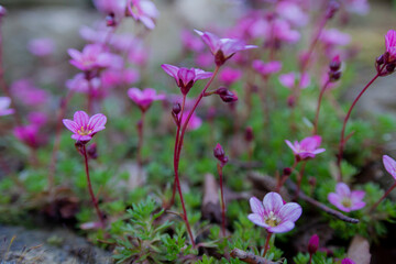 Saxifrages