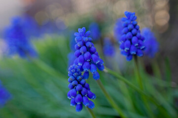 Muscari