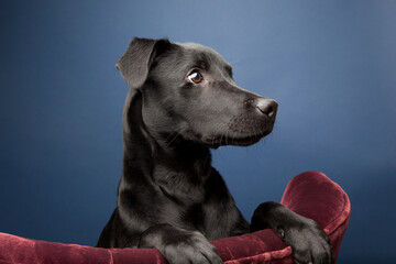 black whipador whippet lab mix sitting on a maroon velour armchair