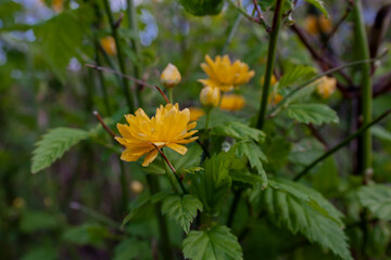 yellow flowers in the garden