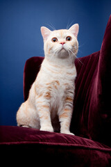 Peach Persian Cat on a velvet seat