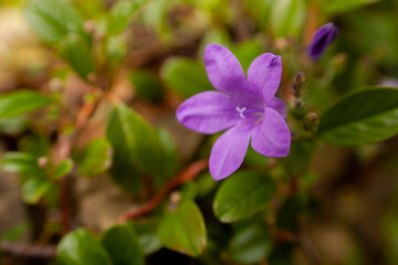 Fototapeta premium Campanula