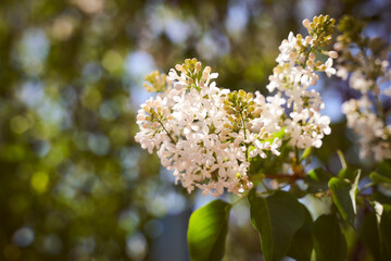 White lilac blossoms on a blurred natural background