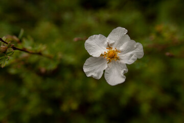 Obraz premium potentilla