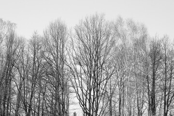 photo black and white trees without vegetation. trees in the village in winter days in colours and in black and white