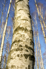 Obraz premium Birch tree trunk closeup, view up to the blue sky.