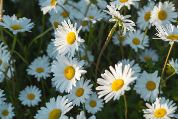 Daisy flowers in the garden