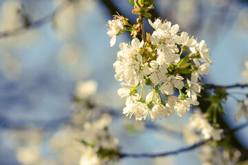Beautiful cherry blossom sakura in spring time