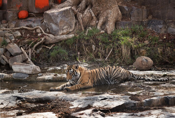 Tiger cub sitting in water under a tree near temple rock, Ranthambore Tiger Reserve