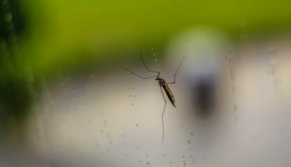 black and yellow Tipula or Tipulidae insect resting on a window, view from inside.