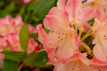 rhododendron