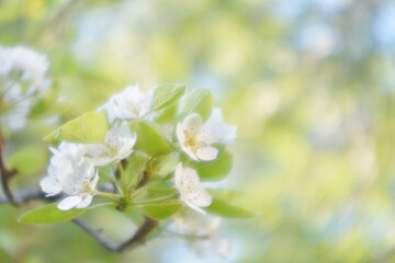 Fototapeta na wymiar weiße Apfelblüten