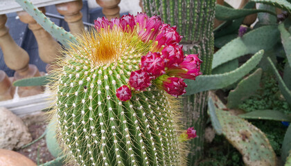 Prickly cactus with beautiful crimson buds