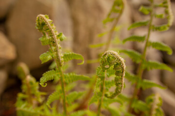 close up of fern leaf