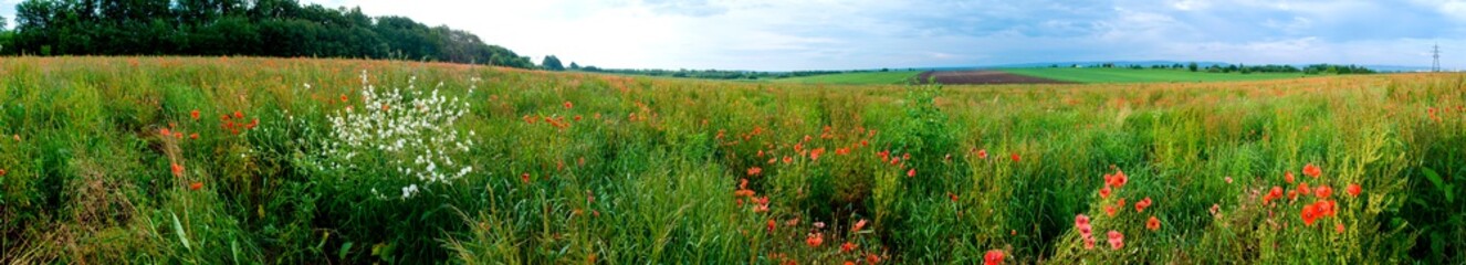 Panorama of a poppy field in the countryside in summer near the highway