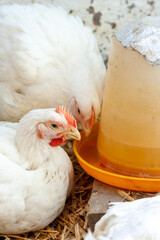 Indoors chicken farm, chicken feeding. Breeding of domestic animals on the farm economy.
