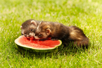 Group of ferret babies old about eight weeks tasting watermelon in grass