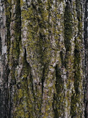 lichen on a tree