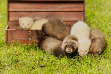 Group of ferret babies old about eight weeks posing in wooden box